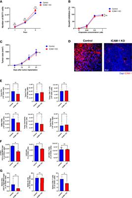 ICAM-1 on Breast Cancer Cells Suppresses Lung Metastasis but Is Dispensable for Tumor Growth and Killing by Cytotoxic T Cells